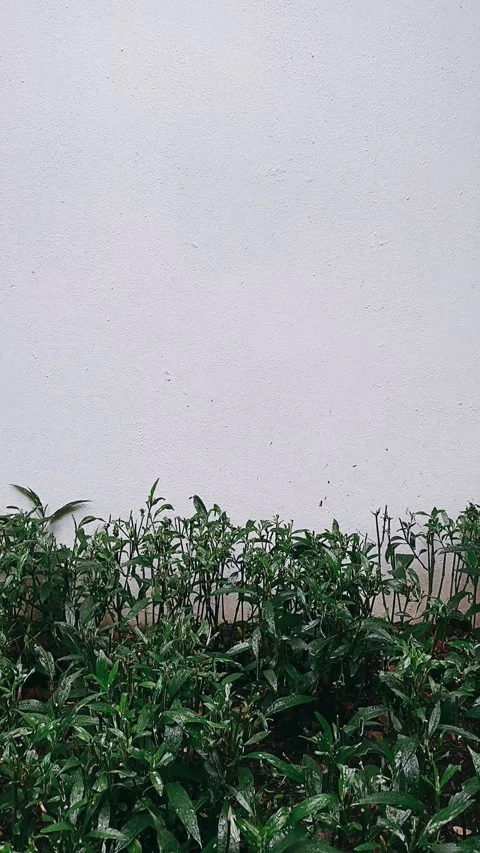 Texture, paper, old, grunge, wall, vintage, pattern, blank, design, textured Stock Footage 245861804