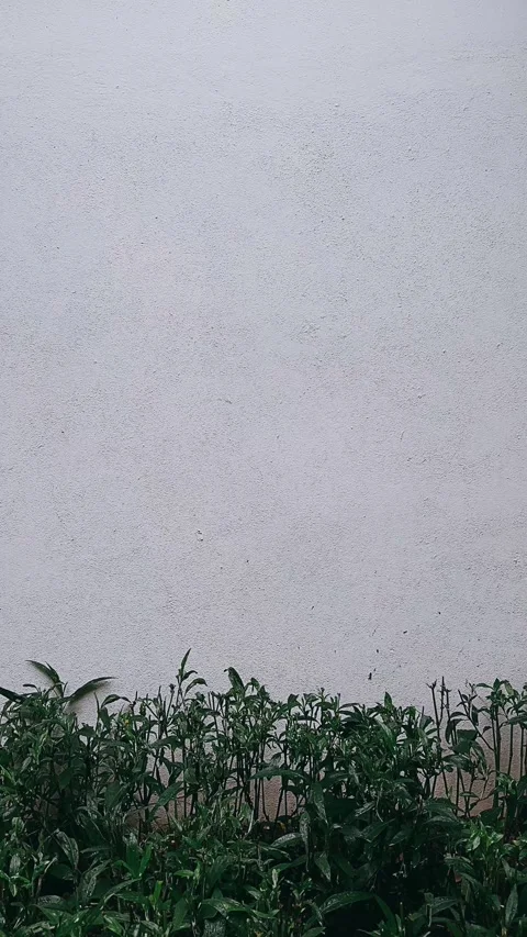 Texture, paper, wall, pattern, old, textured, grunge, design, blank, nature, Stock Footage 245861750