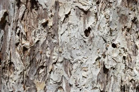 Texture of Paperbark Tree Stock Photos