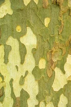 Texture pattern and structure of tree bark using the example of a plane tree Foto stock