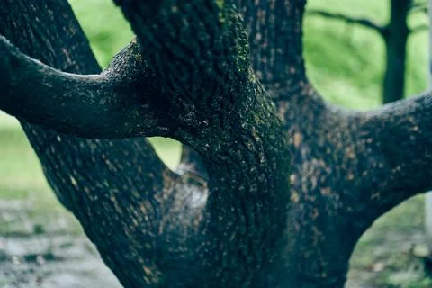 The texture pattern of the bark of a tree with several branches. An old maple Stock Photos