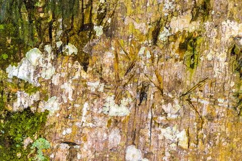 Texture pattern of the bark of tropical rainforest tree Brazil. Foto stock