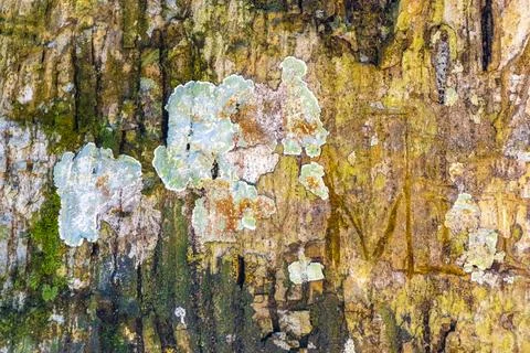 Texture pattern of the bark of tropical rainforest tree Brazil. Foto stock