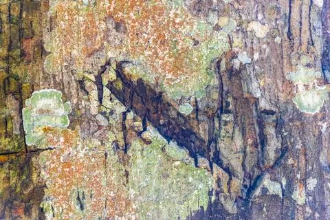 Texture pattern of the bark of tropical rainforest tree Brazil. Stockfoto's