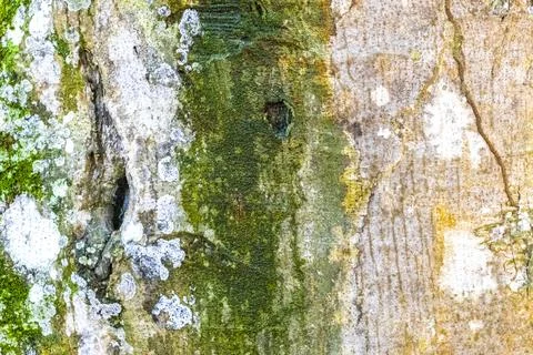 Texture pattern of the bark of tropical rainforest tree Brazil. Foto stock