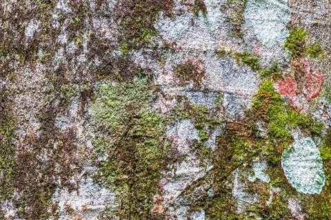 Texture pattern of the bark of tropical rainforest tree Brazil. Foto stock
