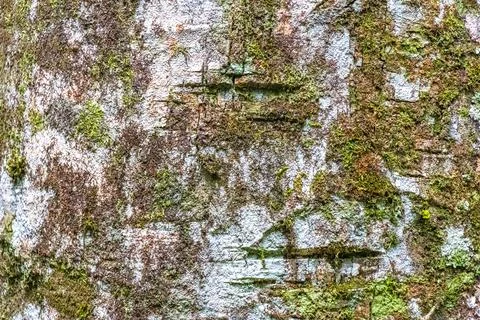 Texture pattern of the bark of tropical rainforest tree Brazil. Stockfoto's