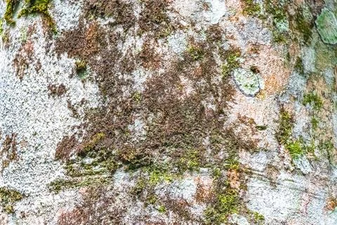 Texture pattern of the bark of tropical rainforest tree Brazil. Stock Photos