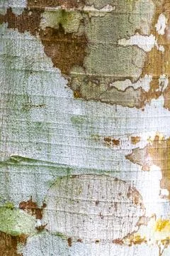 Texture pattern of bark of tropical rainforest tree in Brazil. Foto stock