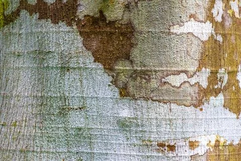 Texture pattern of the bark of tropical rainforest tree Brazil. Foto stock
