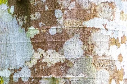 Texture pattern of the bark of tropical rainforest tree Brazil. Foto stock
