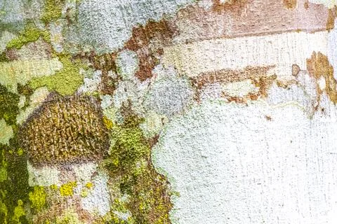 Texture pattern of the bark of tropical rainforest tree Brazil. Stockfoto's