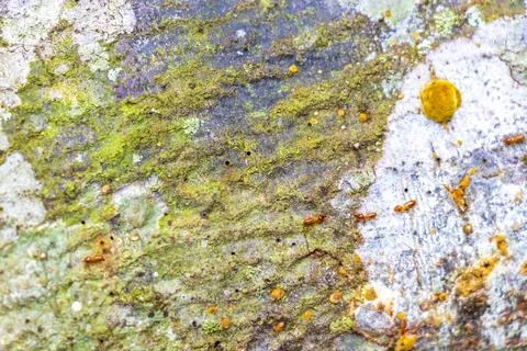 Texture pattern of the bark of tropical rainforest tree Brazil. Foto stock