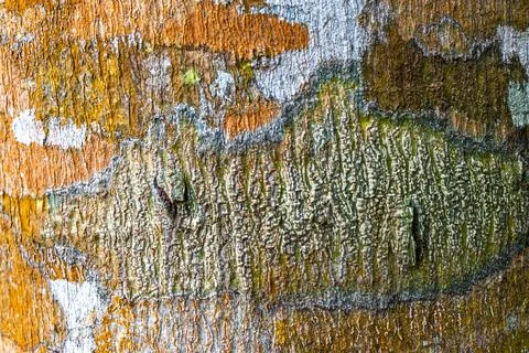 Texture pattern of the bark of tropical rainforest tree Brazil. Foto stock