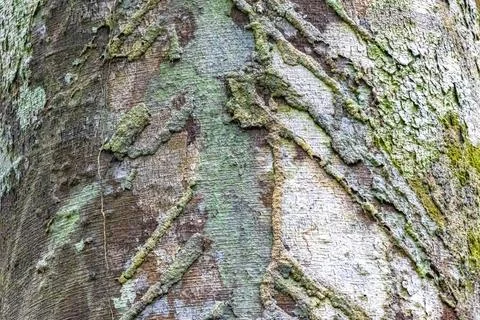 Texture pattern of the bark of tropical rainforest tree Brazil. Foto stock