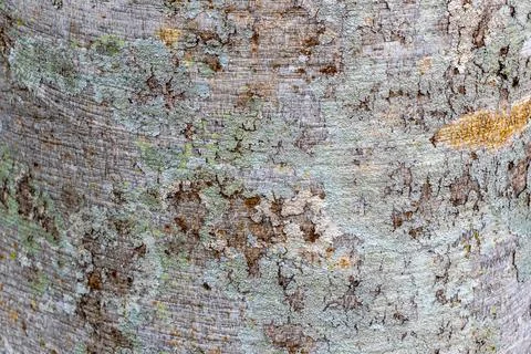 Texture pattern of the bark of tropical rainforest tree Brazil. Foto stock
