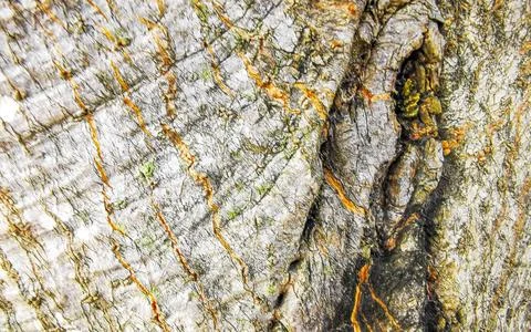 Texture pattern of the bark of tropical rainforest tree Thailand. Stockfoto's