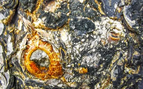 Texture pattern of the bark of tropical rainforest tree Thailand. Foto stock