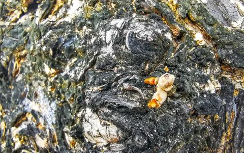 Texture pattern of the bark of tropical rainforest tree Thailand. Foto stock