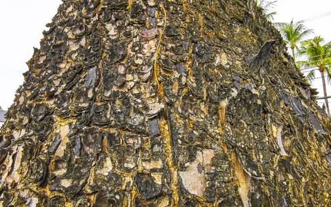 Texture pattern of the bark of tropical rainforest tree Thailand. Foto stock