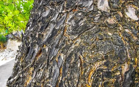 Texture pattern of the bark of tropical rainforest tree Thailand. Foto stock