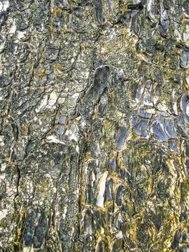 Texture pattern of the bark of tropical rainforest tree Thailand. Foto stock