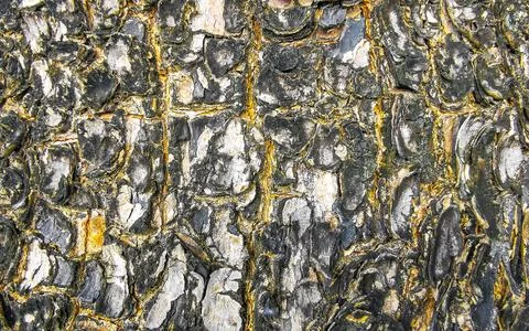Texture pattern of the bark of tropical rainforest tree Thailand. Foto stock