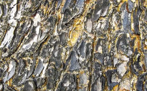 Texture pattern of the bark of tropical rainforest tree Thailand. Foto stock