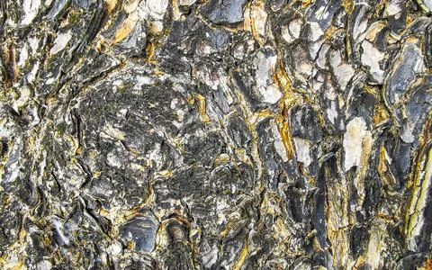 Texture pattern of the bark of tropical rainforest tree Thailand. Foto stock