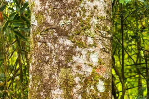 Texture pattern of the bark of tropical rainforest tree Brazil. Foto stock