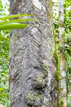 Texture pattern of the bark of tropical rainforest tree Brazil. Foto stock