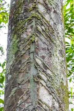 Texture pattern of the bark of tropical rainforest tree Brazil. Foto stock