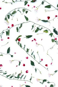 Texture pattern composed of vines of a climbing plant and red petals. Stock Photos