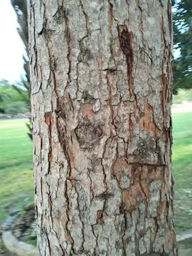 Texture pattern formed for the rough bark of huge trees 写真素材