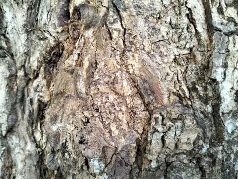 Texture pattern formed for the rough bark of huge trees 写真素材