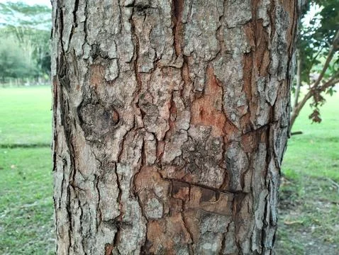Texture pattern formed for the rough bark of huge trees Foto stock