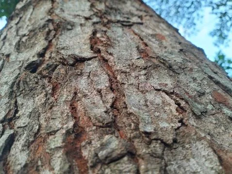 Texture pattern formed for the rough bark of huge trees Foto stock