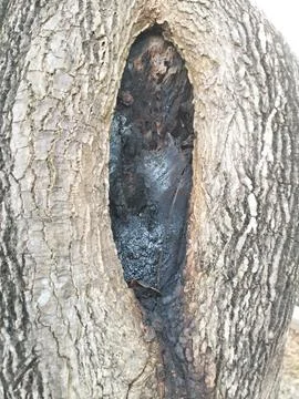 Texture pattern formed for the rough bark of huge trees 스톡 사진
