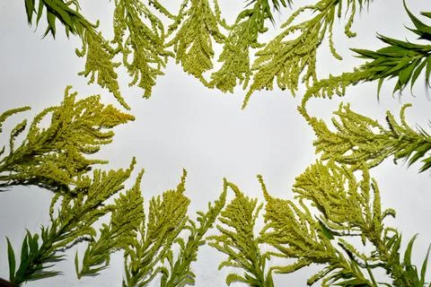 Texture pattern of inflorescences of yellow flowers laid out in a circle. Stock Photos