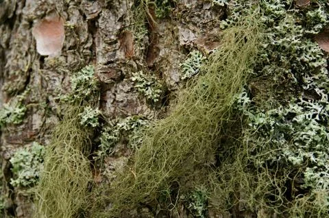 Texture pattern of mossy bark, closeup shot Foto stock