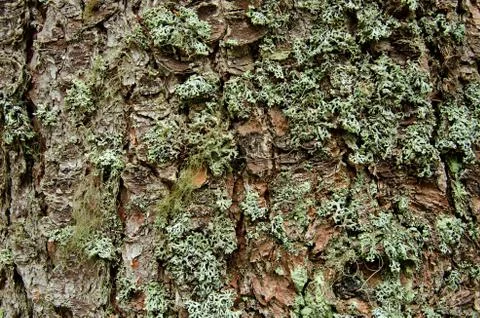 Texture pattern of mossy bark, closeup shot Stock Photos