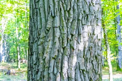 Texture pattern of old huge giant Oak tree bark Belarus. Stock Photos