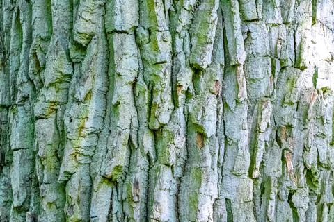 Texture pattern of old huge giant Oak tree bark Belarus. Stock Photos