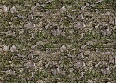 Texture pattern pine bark moss green with patches of weathered close-up plant Stock Photos