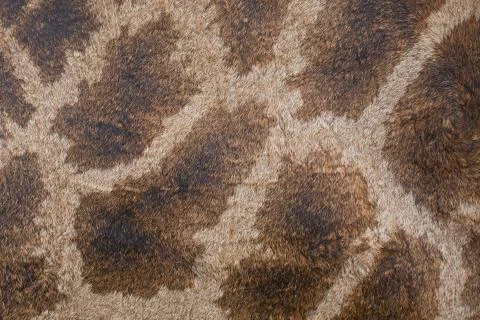 Texture, pattern  on the skin of a giraffe Stock Photos