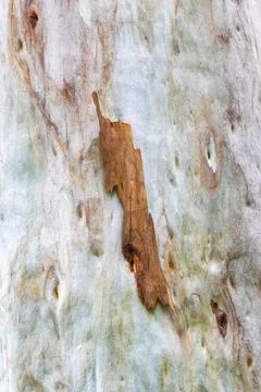 Texture pattern of tropical silver colorful grey eucalyptus tree bark. Stock Photos