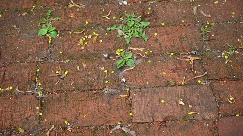 Texture of paving red brick. Slow circular movement. Sidewalk made of paving Stock Footage 267158389