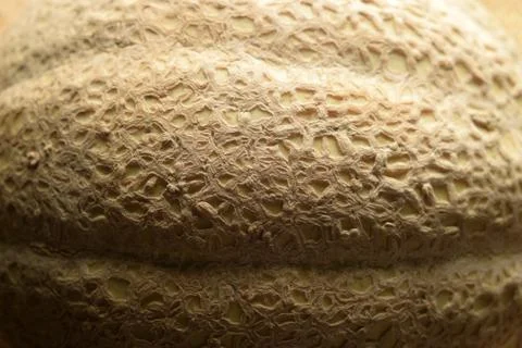 Texture of the peel of a ripe melon. Stock Photos