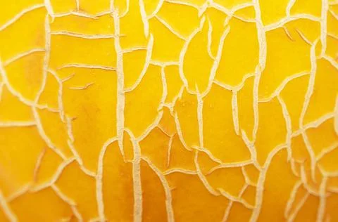 The texture of the peel of a yellow melon close-up. Selective focus Stock Photos