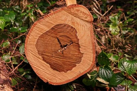 Texture of perennial tree when cut as cross section Stock Photos